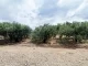 Dropson Acquires an Agricultural Land